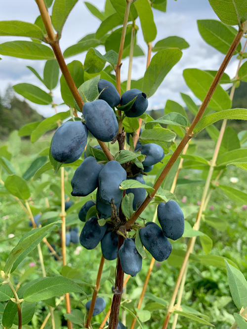 Haskap berrys on a plant