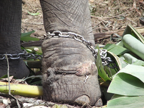 Rope incrusted in the skin of the elephant due to rope snare.